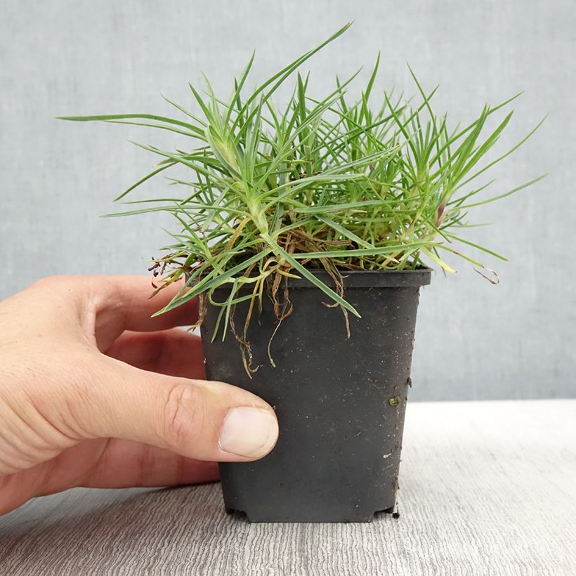 Exemplar von Dianthus spiculifolius, Oeillet Godet de 8/9 cm wie im Herbst geliefert