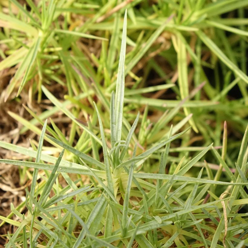 Spitzblättrige Nelke - Dianthus spiculifolius (Laub)