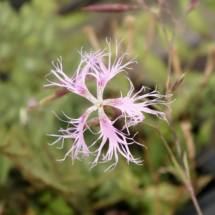 Pracht-Nelke - Dianthus superbus (Blüte)