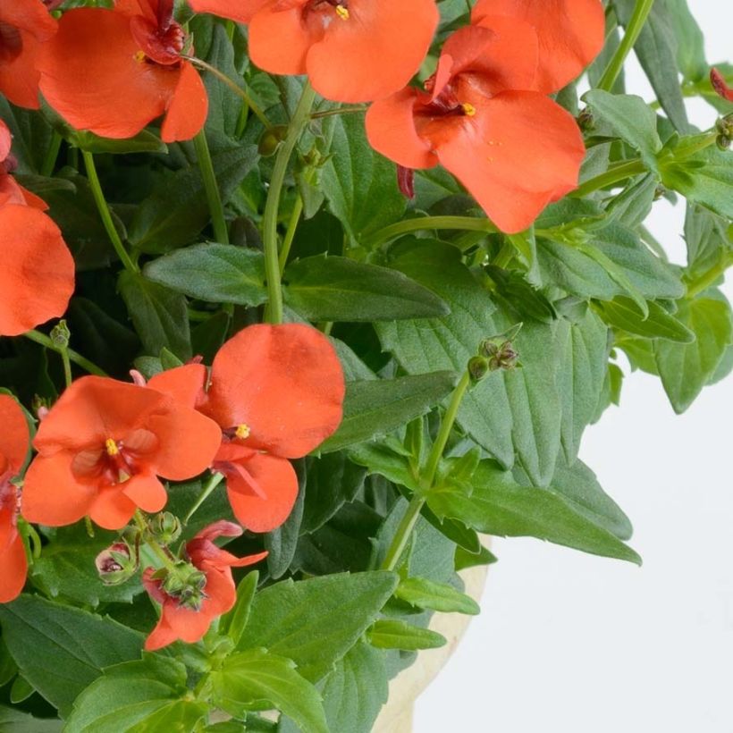 Diascia Breeze Plus Orange - Lachsblume (Laub)