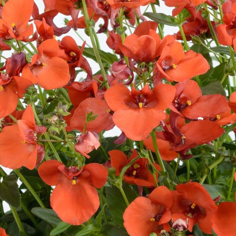 Diascia Breeze Plus Orange - Lachsblume (Blüte)