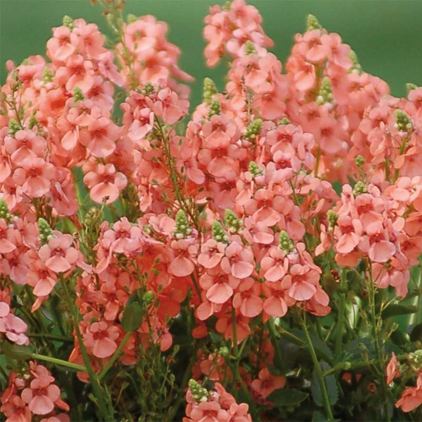 Diascia Sundascia Up Peach - Lachsblume (Blüte)