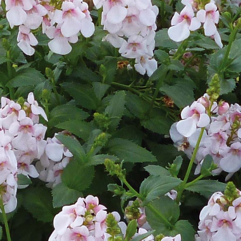 Diascia Sundascia Up Sakura Pink - Lachsblume (Laub)