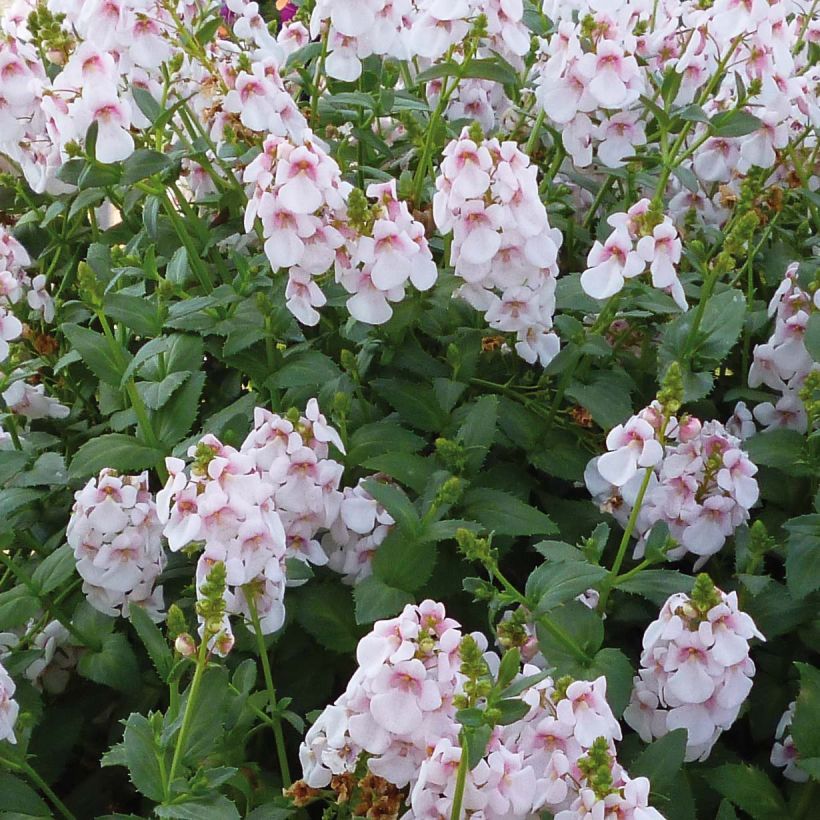 Diascia Sundascia Up Sakura Pink - Lachsblume (Blüte)