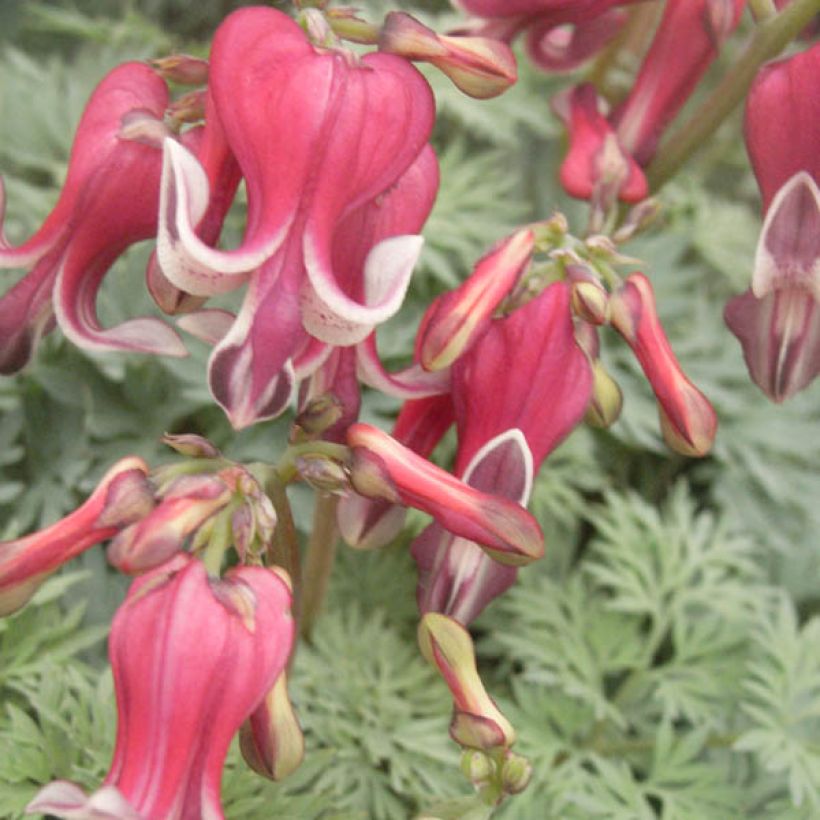 Dicentra King of Hearts - Herzblume (Blüte)