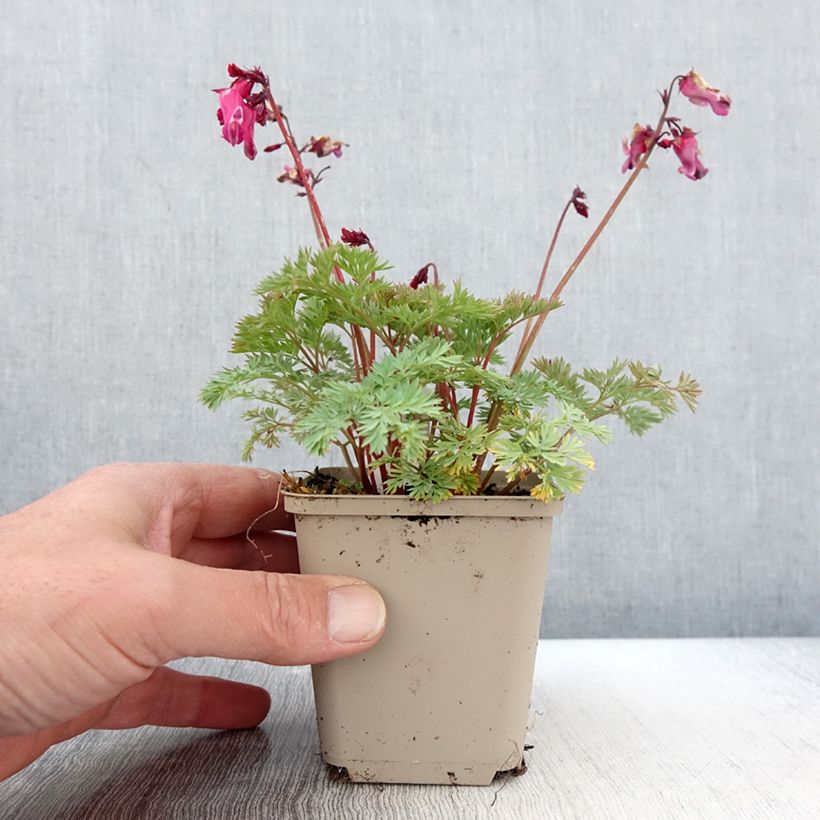 Exemplar von Dicentra Pink Diamonds - Herzblume Kleine Töpfe von 8/9 cm wie im Frühjahr geliefert