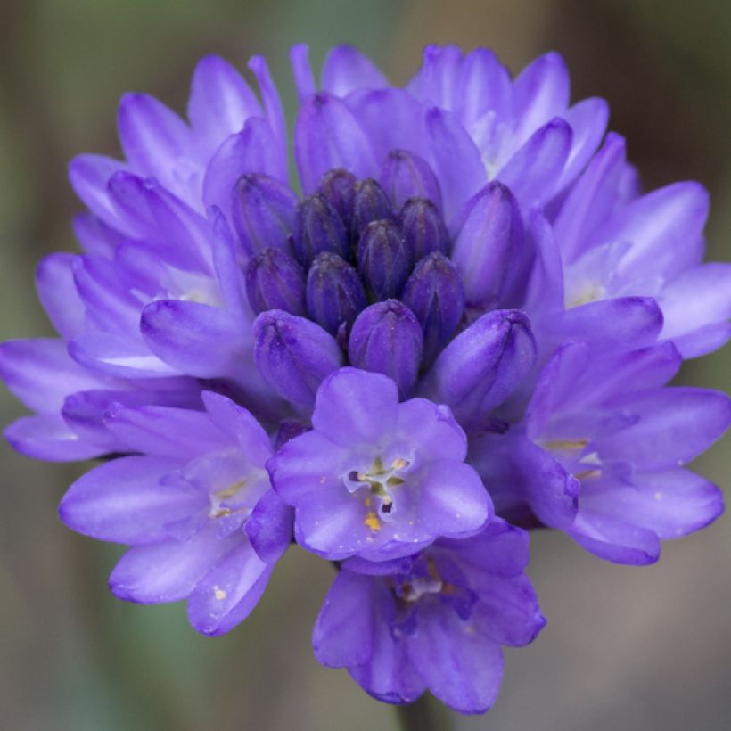 Dichelostemma congestum - Feuerwerksblume (Blüte)