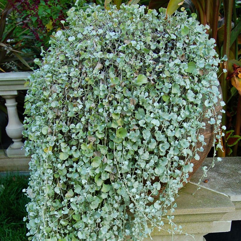 Dichondra argentea Silver Falls - Silberregen (Laub)