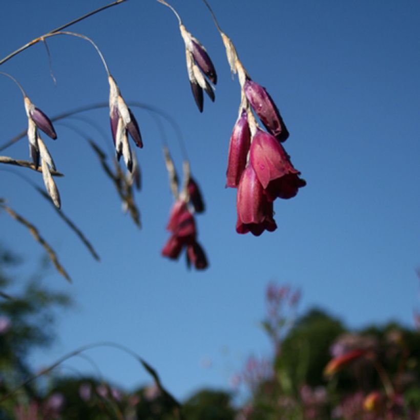 Dierama Blackberry Bells - Trichterschwertel (Blüte)