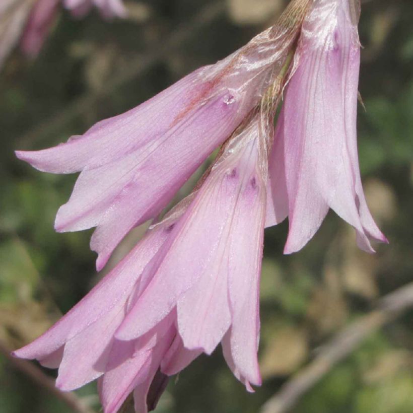 Dierama Pink Rocket - Trichterschwertel (Blüte)