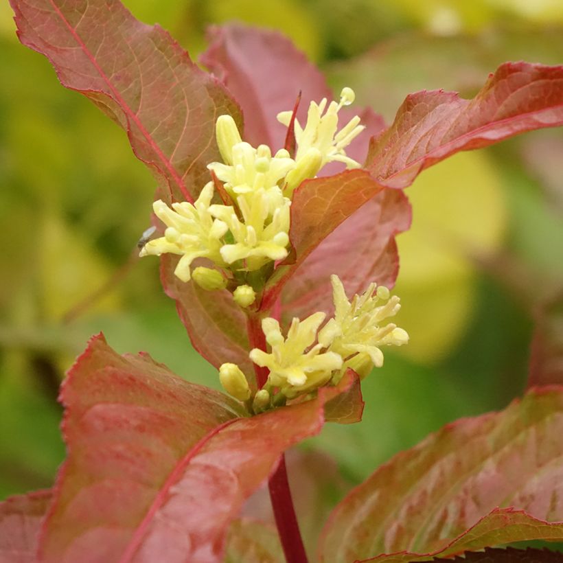 Diervilla Kodiak Orange - Buschgeißblatt (Blüte)