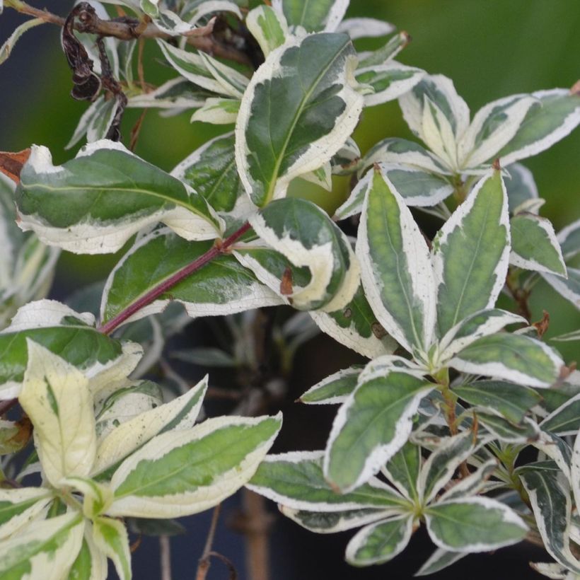 Diervilla sessilifolia Cool Splash - Buschgeißblatt (Laub)