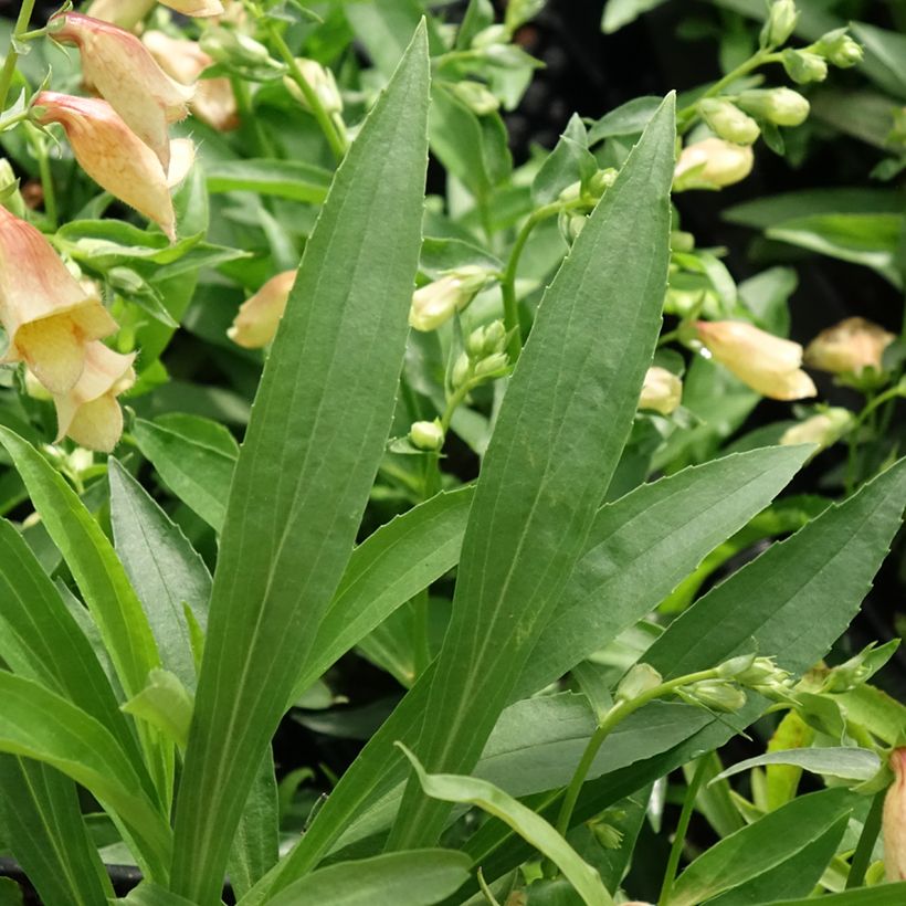 Digitalis Goldcrest - Fingerhut (Laub)