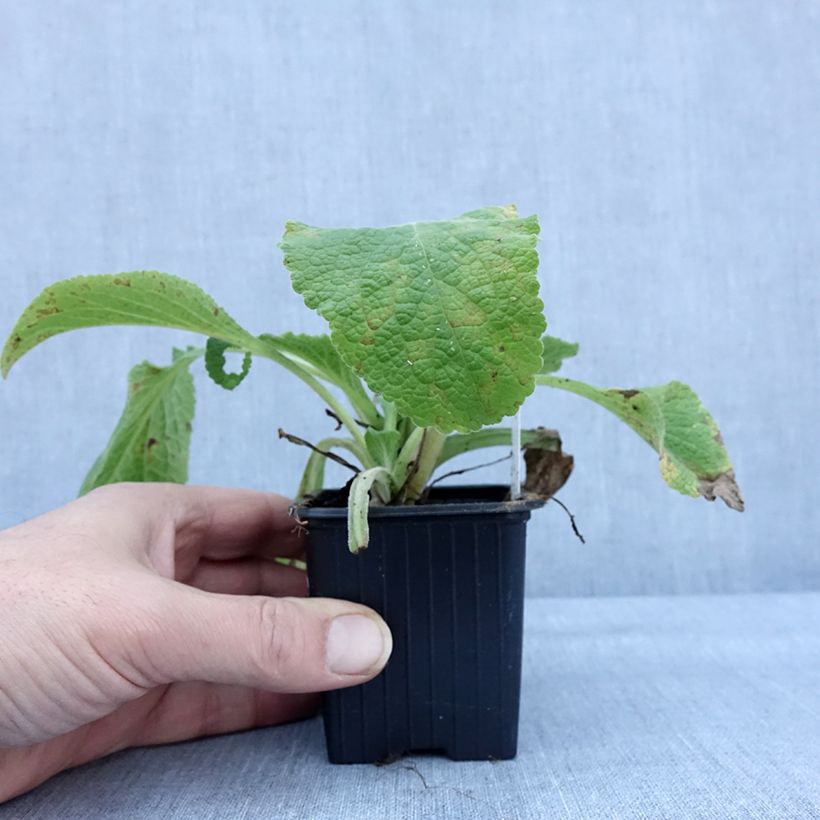 Exemplar von Digitalis laevigata Alba - Kahler Fingerhut Kleine Töpfe von 8/9 cm wie im Winter geliefert