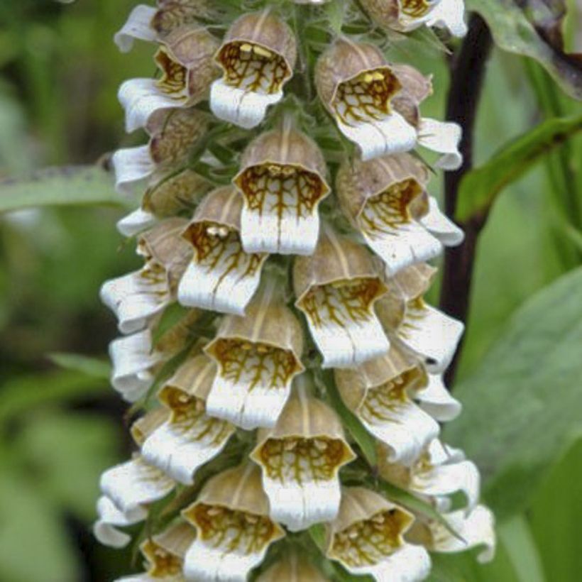 Digitalis lanata Café Crème - Wolliger Fingerhut (Blüte)