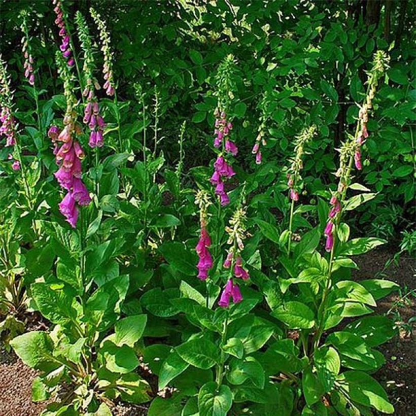 Roter Fingerhut - Digitalis purpurea (Hafen)