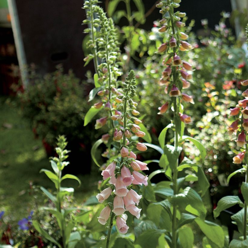 Fingerhut Suttons Apricot - Digitalis purpurea (Blüte)