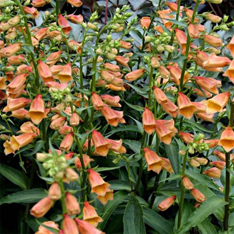 Digitalis Goldcrest - Fingerhut (Blüte)