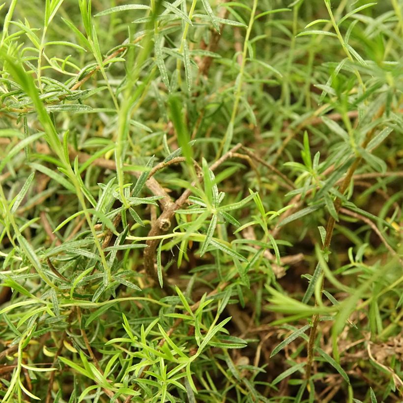 Diosma hirsuta Pink Diamond - Götterduft (Laub)