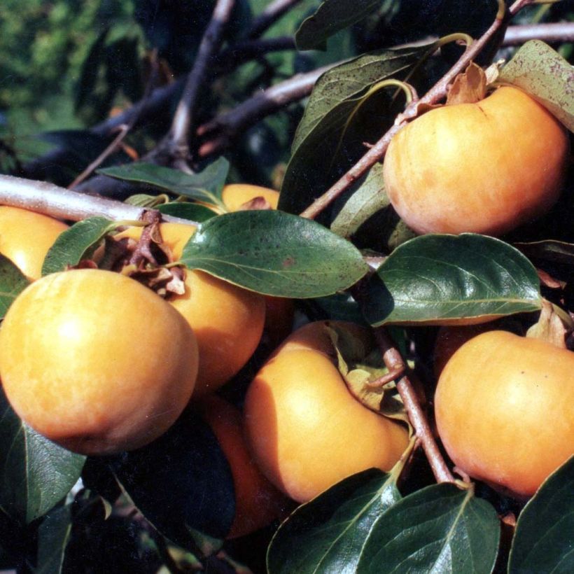 Kaki-Pflaume Tipo - Diospyros kaki (Ernte)