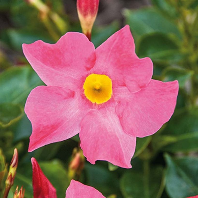 Dipladenia Bella Pink - Mandevilla (Blüte)