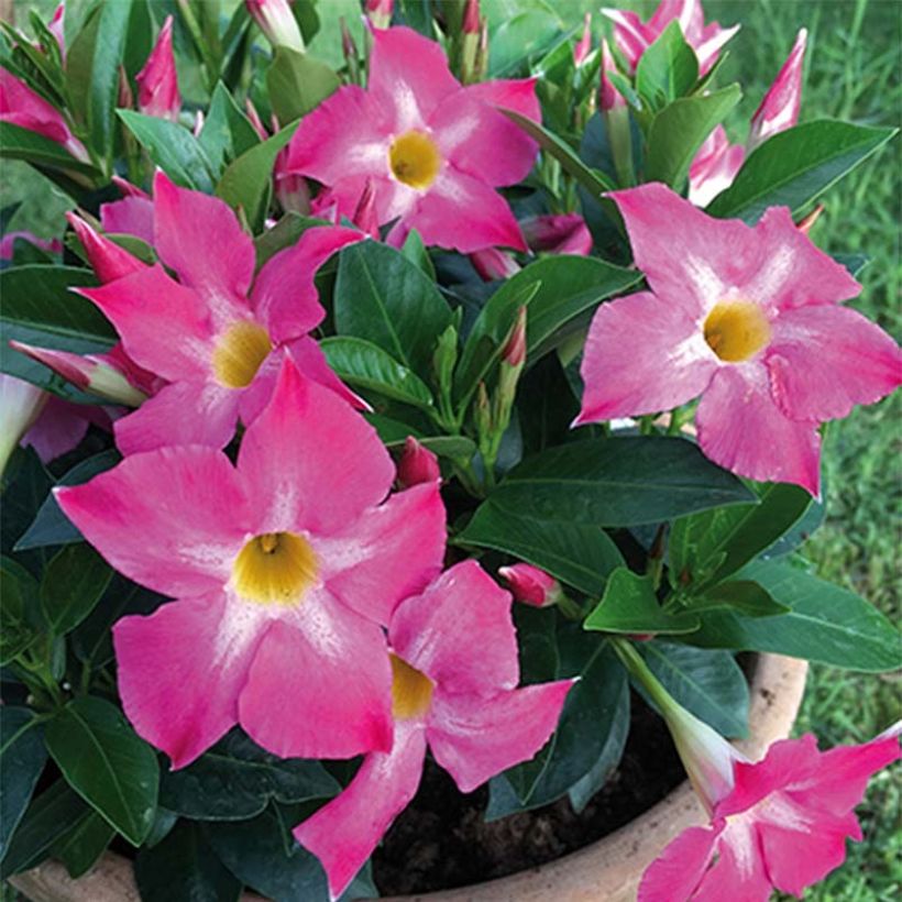 Dipladenia Bella Pink Star - Mandevilla (Blüte)