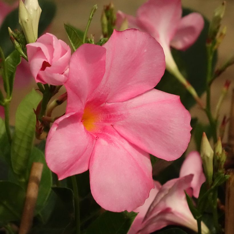 Dipladenia Diamantina Agate mini Strawberry red - Mandevilla (Blüte)