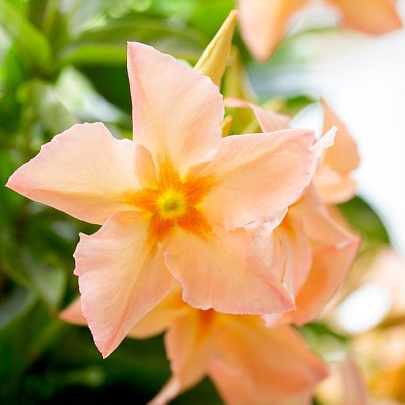 Mandevilla sanderi Diamantina Emerald Amber Star - Dipladenia (Blüte)