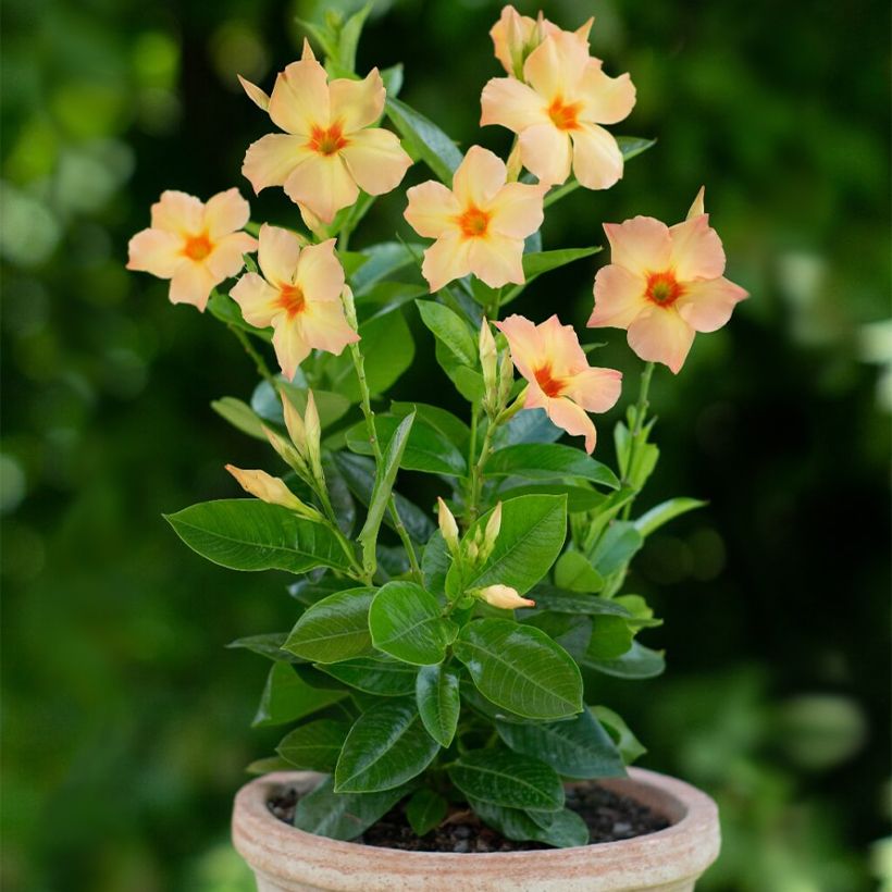 Mandevilla sanderi Diamantina Emerald Amber Star - Dipladenia (Hafen)