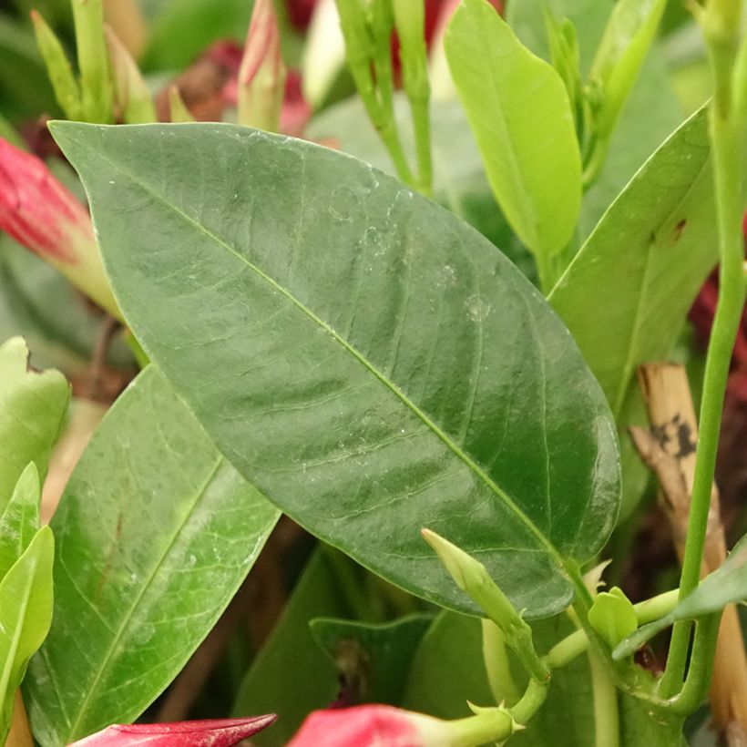 Dipladenia Diamantina Jade Red - Mandevilla (Laub)