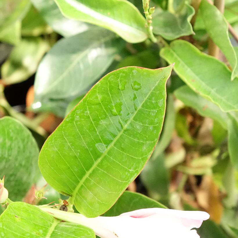 Dipladenia Diamantina Jade Rose - Mandevilla (Laub)