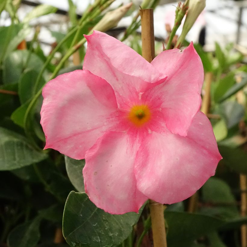 Dipladenia Diamantina Jade Rose - Mandevilla (Blüte)