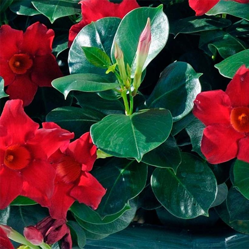 Dipladenia Diamantina Jade Scarlet - Mandevilla (Laub)