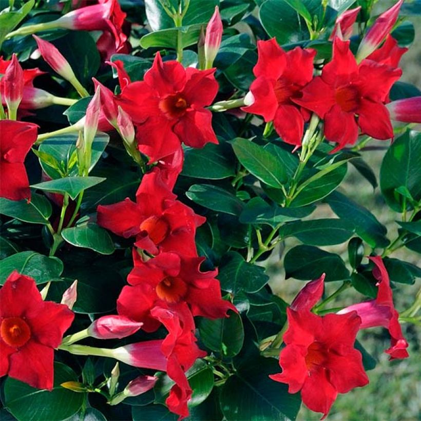 Dipladenia Diamantina Jade Scarlet - Mandevilla (Blüte)