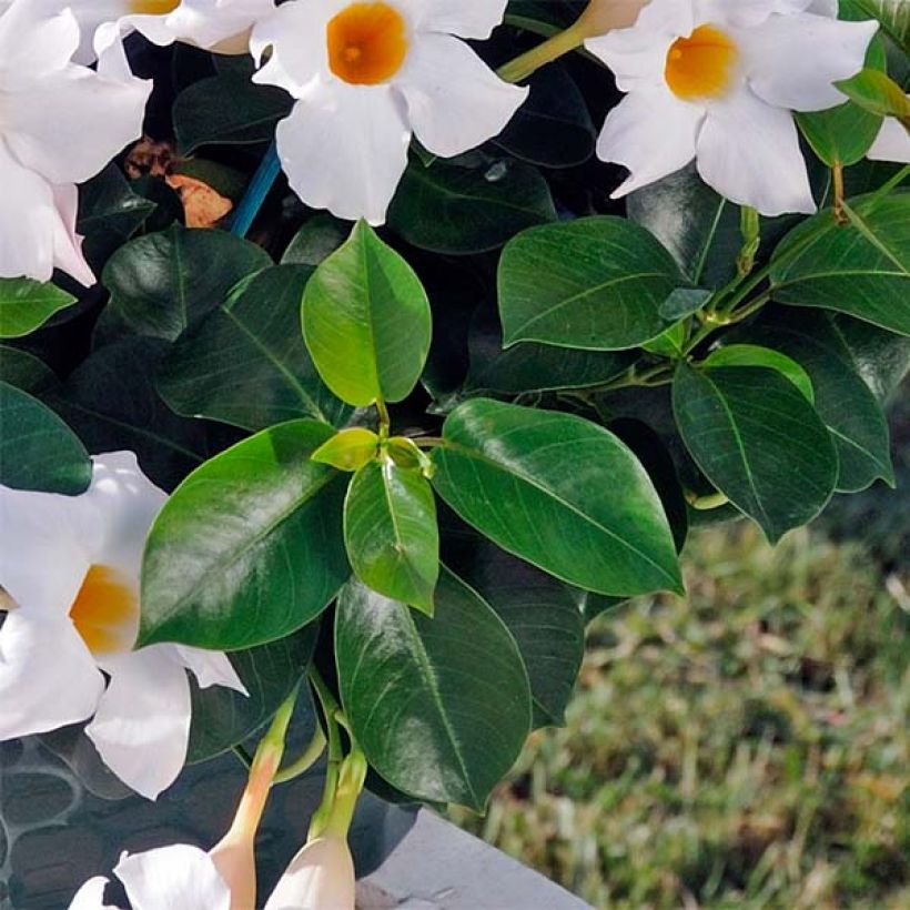 Dipladenia DiamantinaJade White - Mandevilla (Laub)