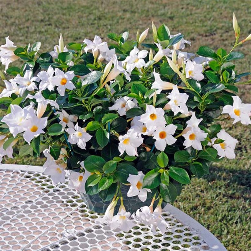 Dipladenia DiamantinaJade White - Mandevilla (Hafen)