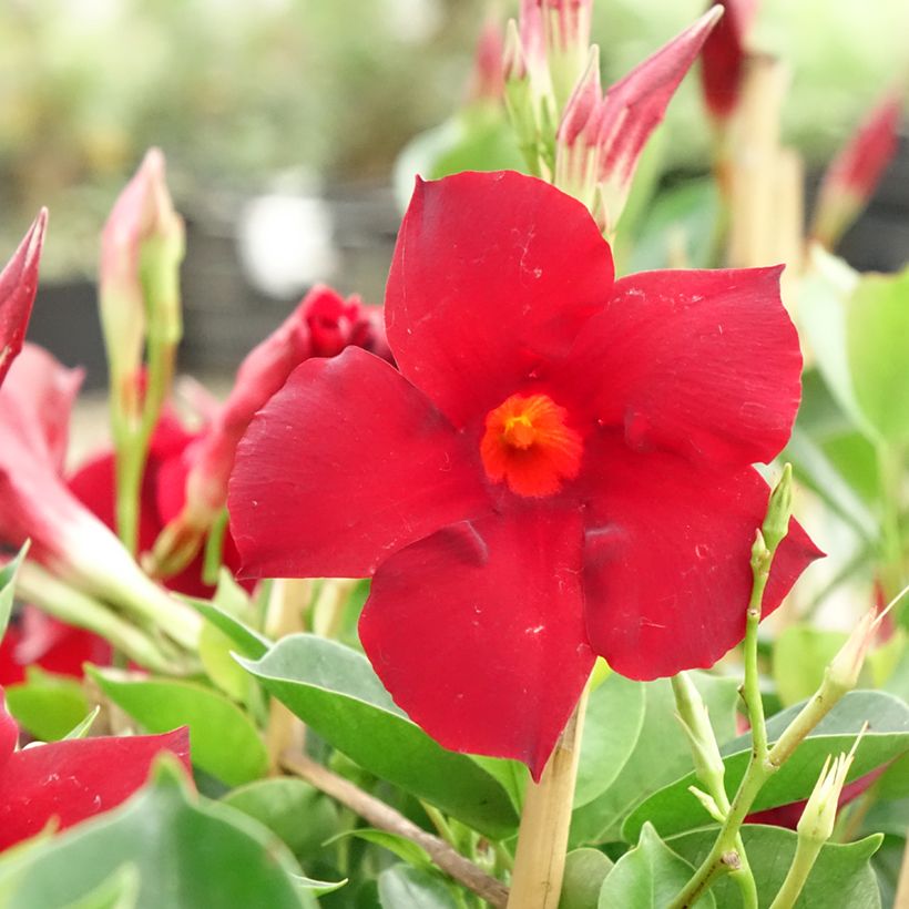 Dipladenia Diamantina Jade XXL Red - Mandevilla (Blüte)