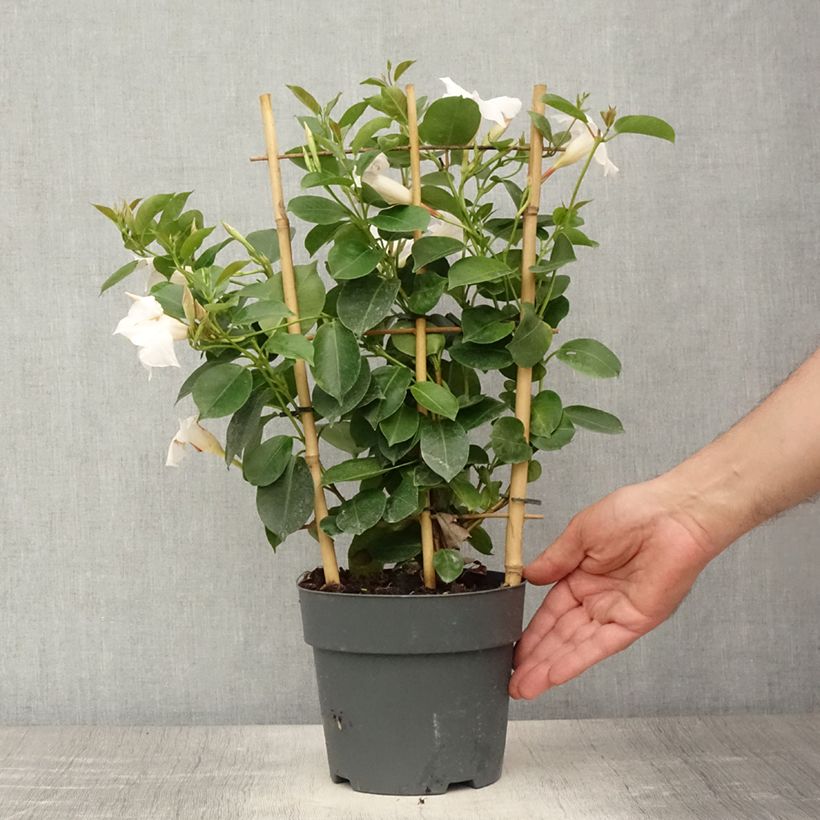 Exemplar von Dipladenia diamantina Jade XXL White - Mandevilla - Pot de 1,5L/2L wie im Sommer geliefert