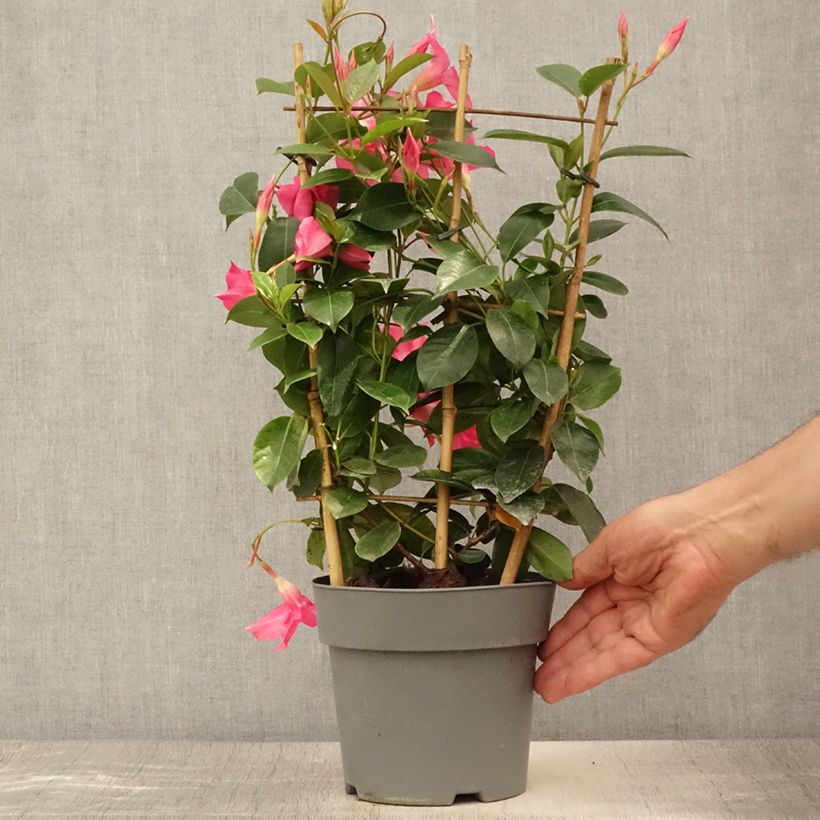 Exemplar von Dipladenia Diamantina Opale Fuchsia Flammé  Pot de 2L/3L wie im Sommer geliefert