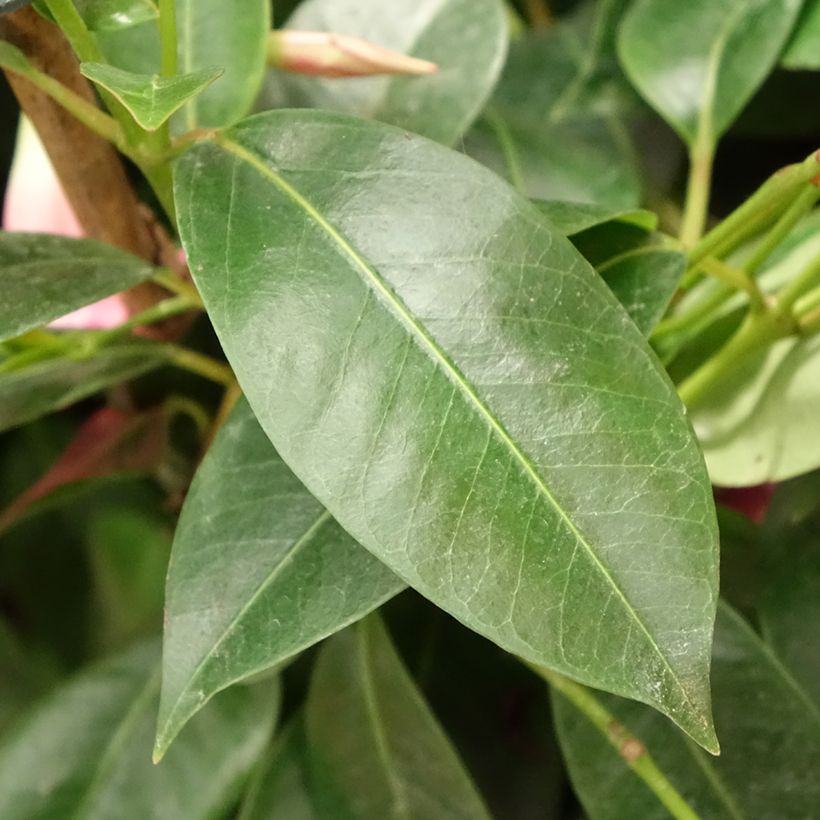 Dipladenia Diamantina Opale Fuchsia Flammé - Mandevilla (Laub)