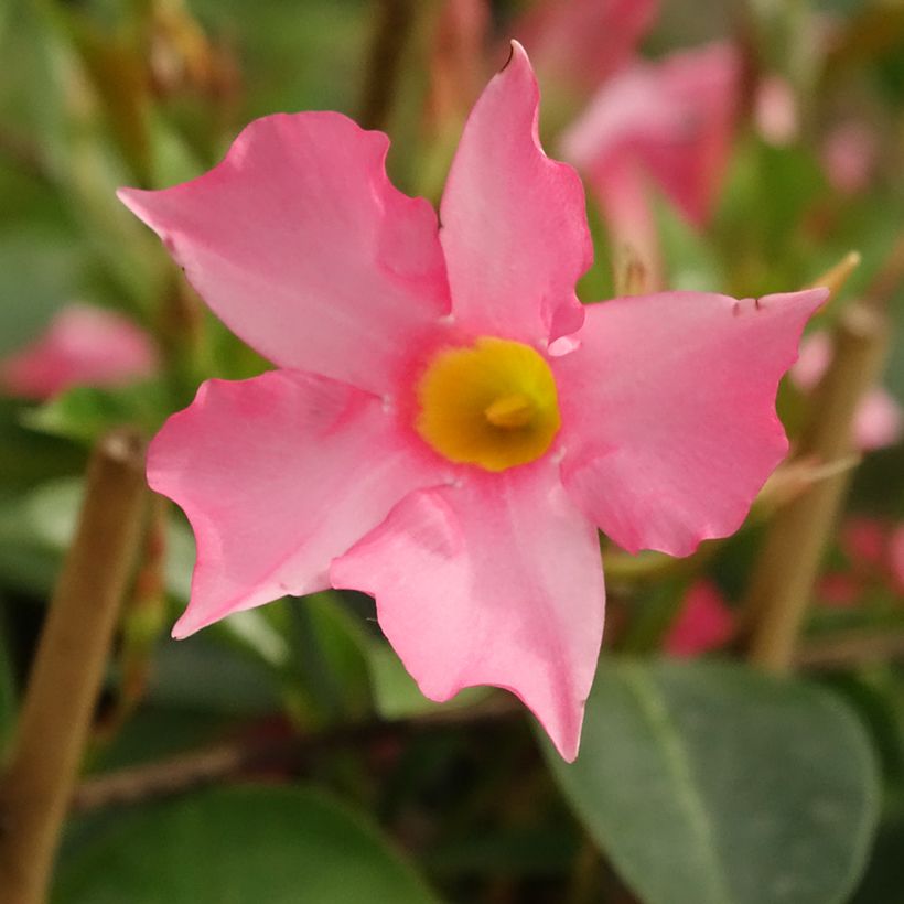 Dipladenia Diamantina Opale Fuchsia Flammé - Mandevilla (Blüte)