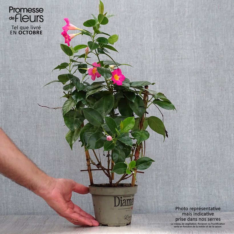 Exemplar von Dipladenia Diamantina Quartz Pink & Yellow - Mandevilla wie im Herbst geliefert