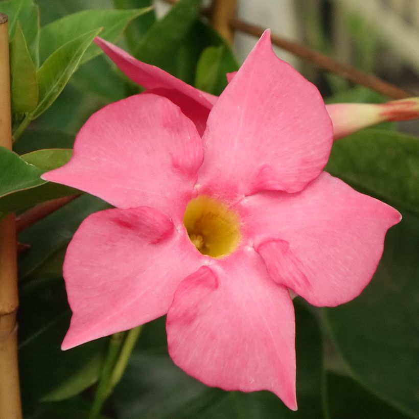 Dipladenia Diamantina Tourmaline Fuchsia intense - Mandevilla (Blüte)