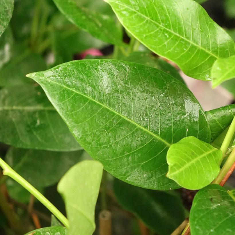 Dipladenia Diamantina Tourmaline Pink - Mandevilla (Laub)