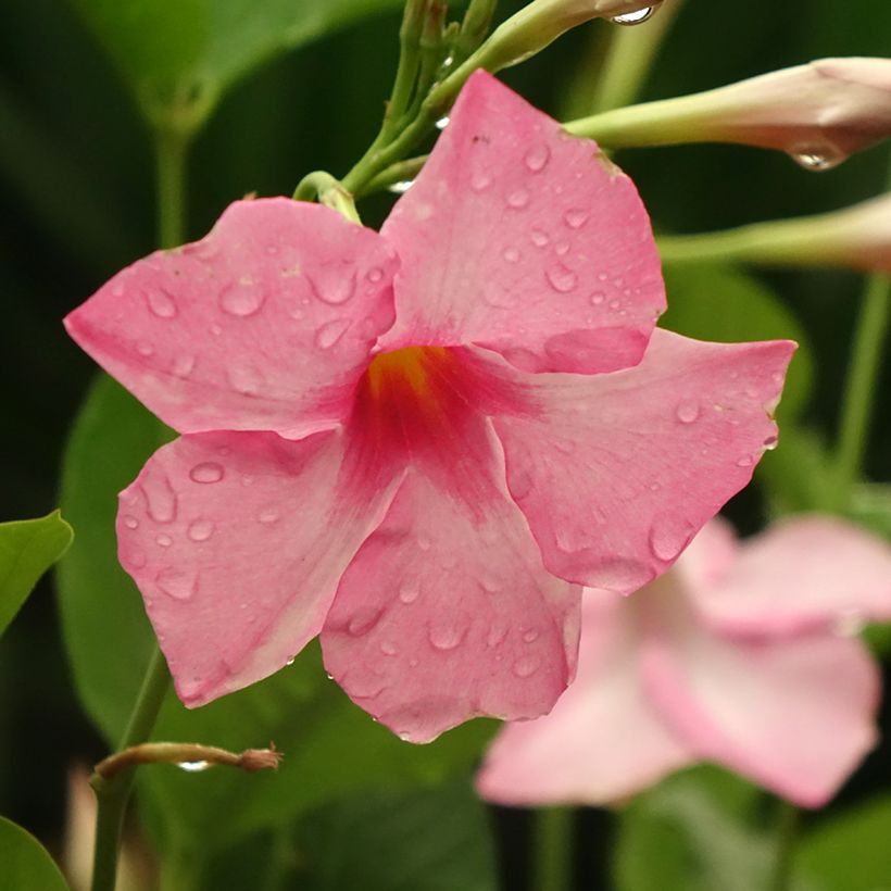 Dipladenia Diamantina Tourmaline Pink - Mandevilla (Blüte)