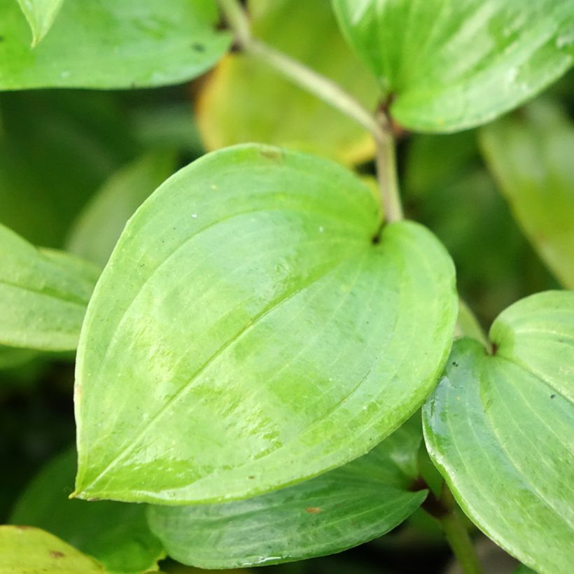 Disporum megalanthum - Feenglöckchen (Laub)