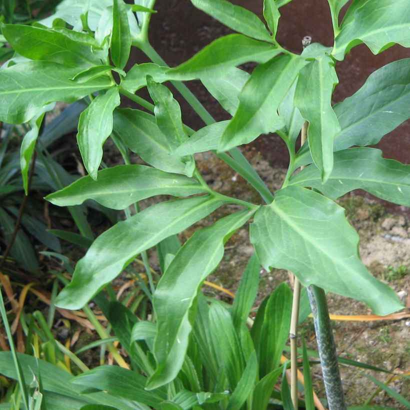 Dracunculus vulgaris - Gewöhnliche Schlangenwurz (Laub)