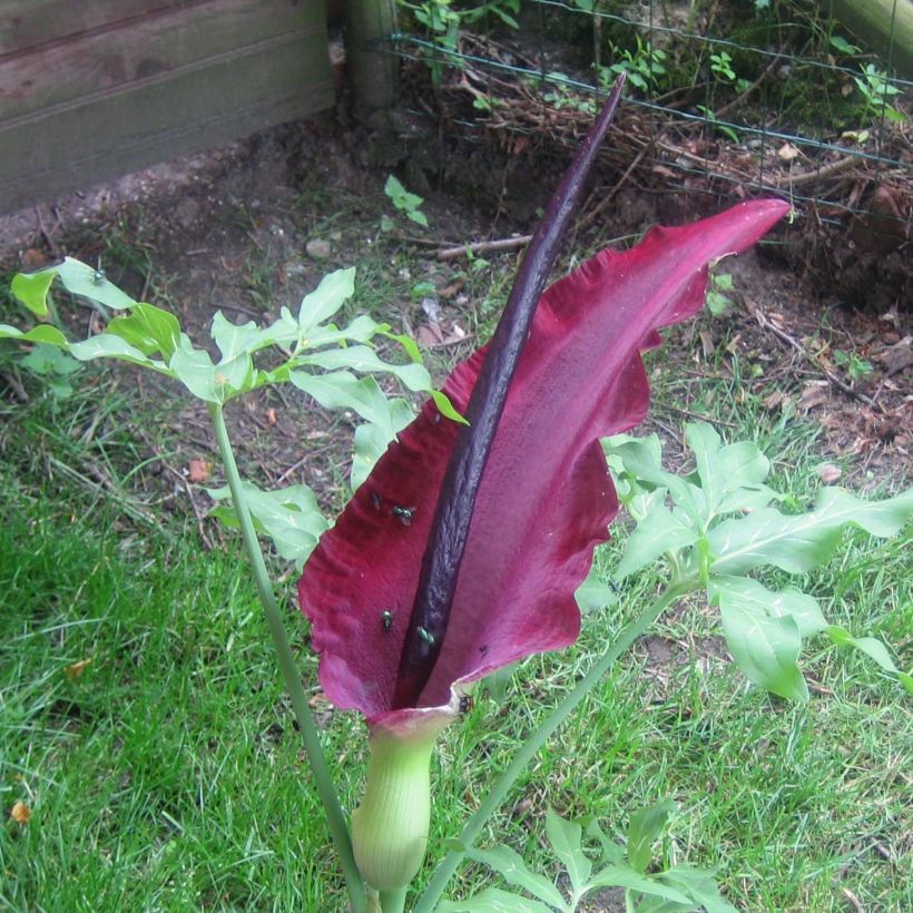 Dracunculus vulgaris - Gewöhnliche Schlangenwurz (Blüte)