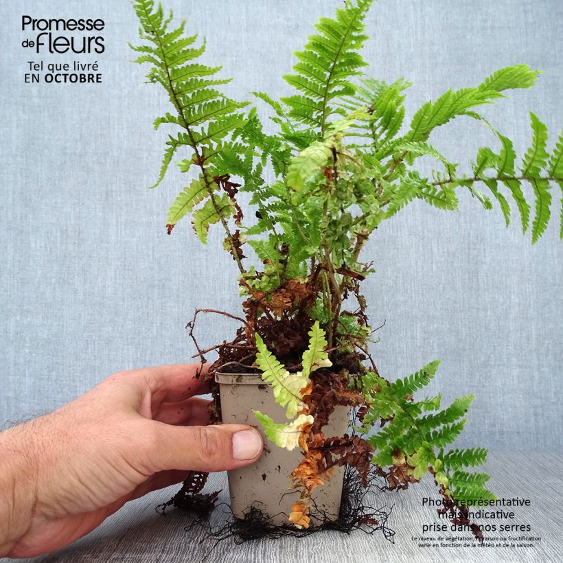 Exemplar von Dryopteris affinis Crispa - Fausse Fougère mâle naine Godet de 9cm wie im Herbst geliefert