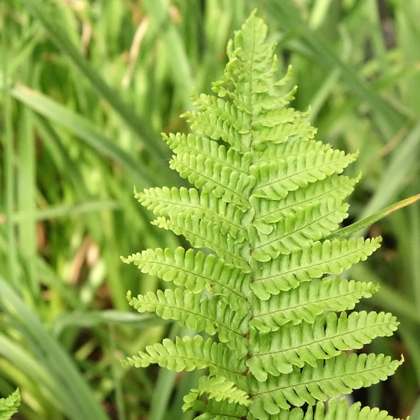 Dryopteris affinis Crispa - Wurmfarn (Laub)